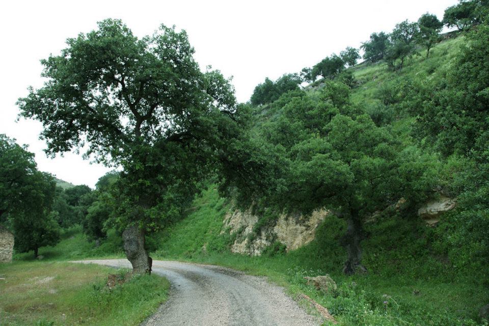 173-121930-tree-bird-flower-jordan-natural-symbols-2